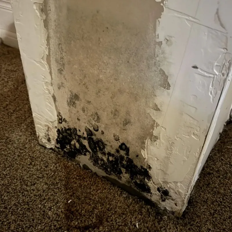 Professional Mold Removal in Highland, IL